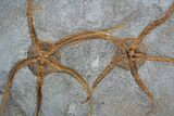 Great Double Starfish/Brittle Star Fossil #1939-1